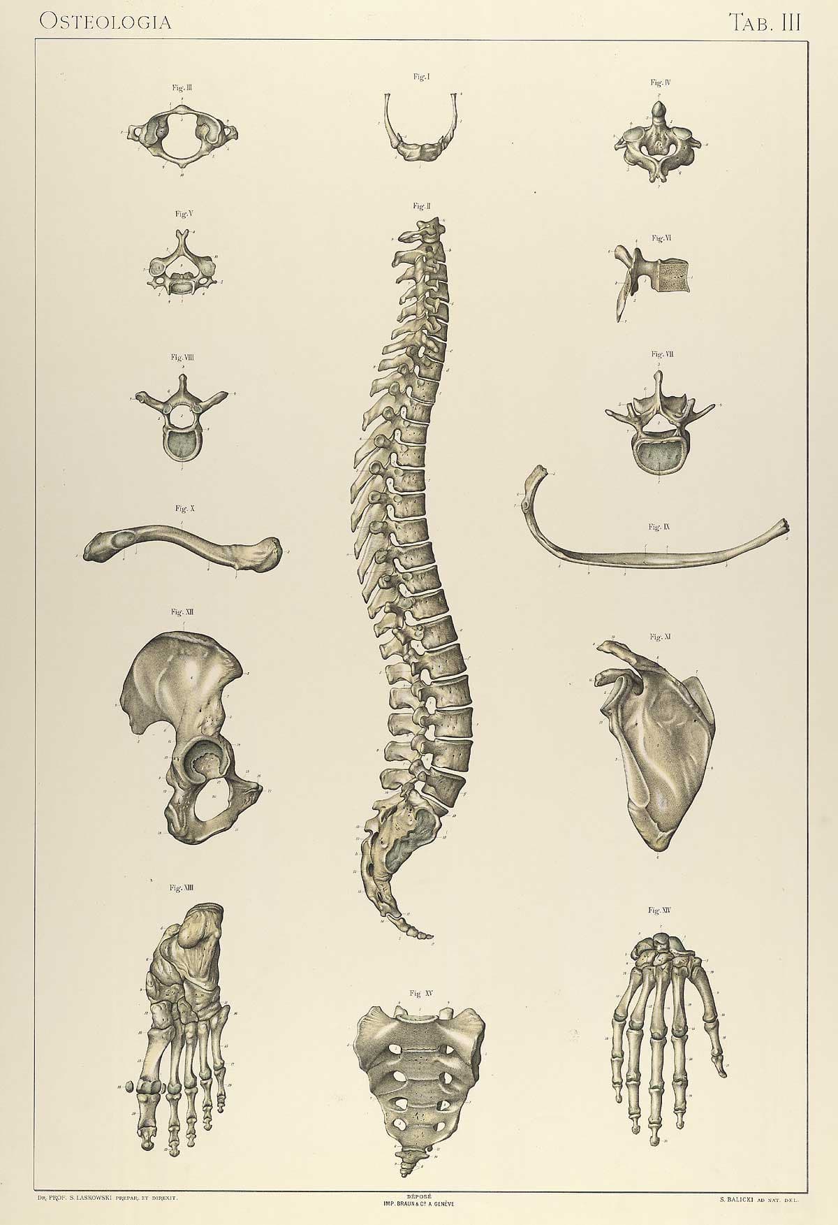 1894 anatomical plate of the vertebral column in lateral view surrounded by detailed cross-sections of individual vertebrae