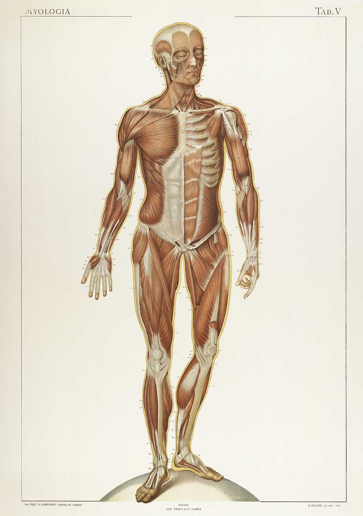 1894 anatomical plate of the anterior muscular system — full-body dissection showing superficial muscles in warm cream and muted red tones