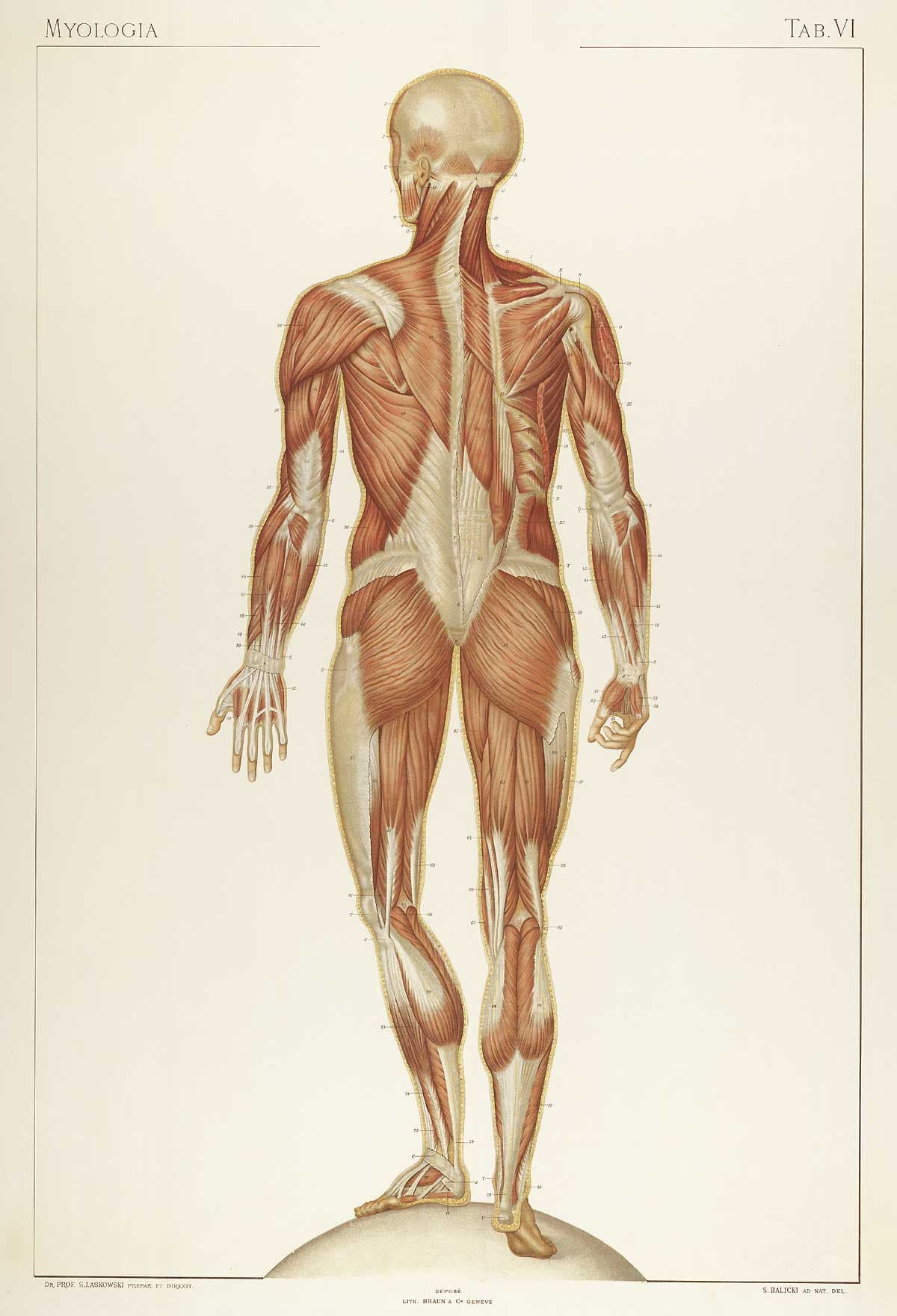 1894 anatomical plate of the posterior muscular system — the thoracolumbar fascia is the broad white sheet wrapping and dividing the deep back muscles