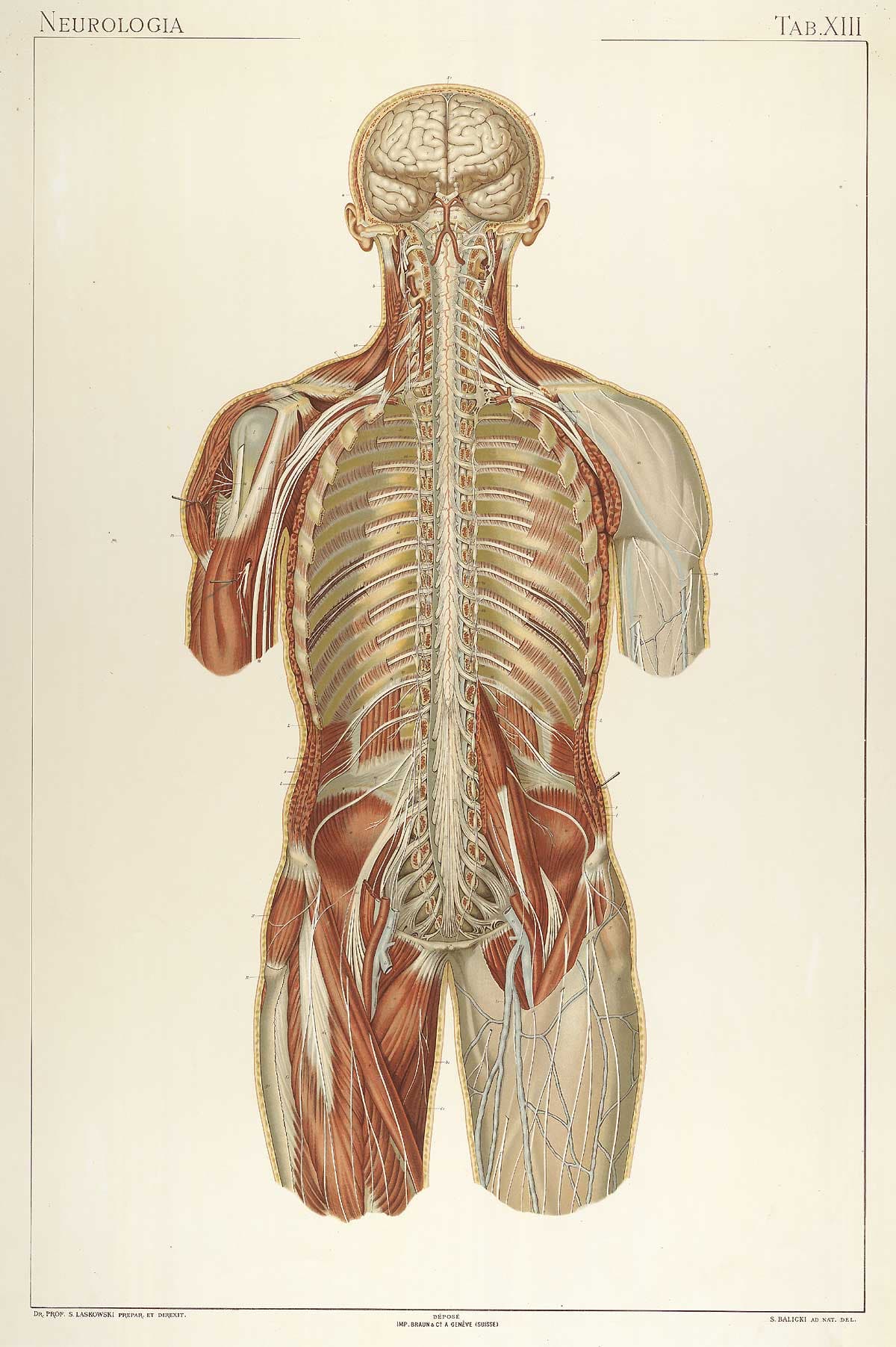 1894 anatomical plate of the posterior human nervous system — brain, spinal cord, and branching peripheral nerves in warm cream and muted red tones
