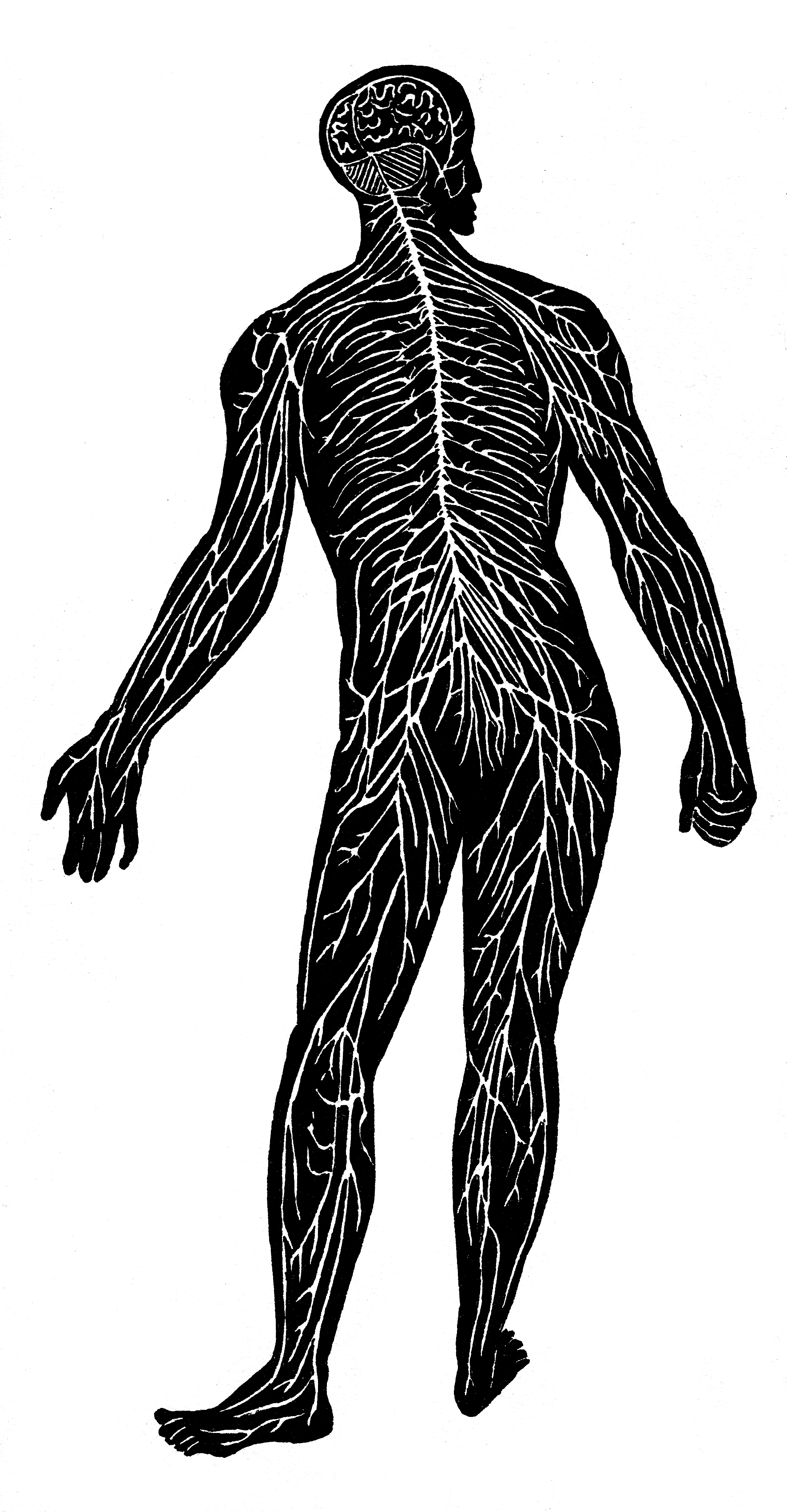 Bold graphic illustration of a human silhouette with the nervous system rendered as bright branching lines from brain to fingertips and toes