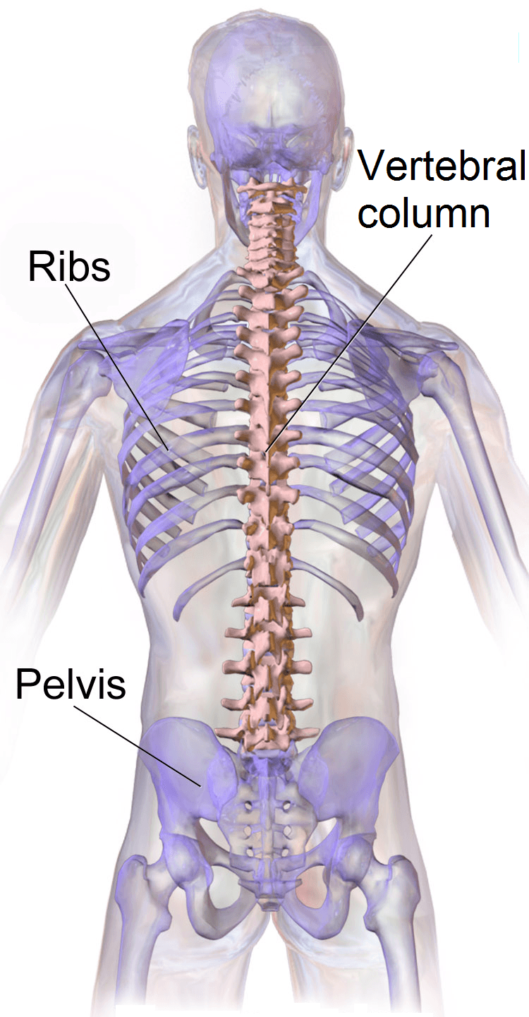 Translucent 3D-rendered illustration of the torso showing the vertebral column, ribs, and pelvis from behind